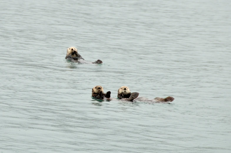 a group of brown bears swimming on top of water