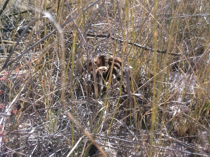 there is some very dry weeds in the field