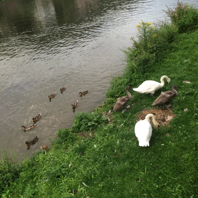 many white ducks are seen near some grass