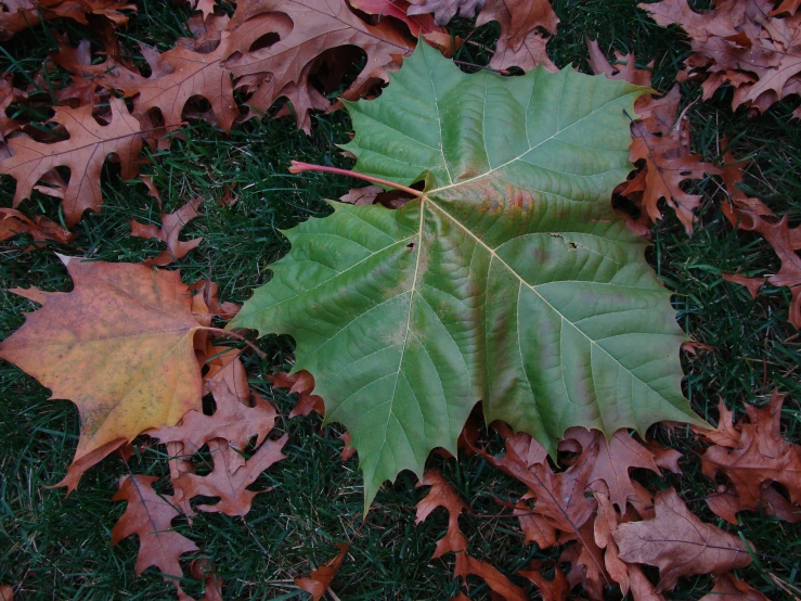 there is a leaf lying on the ground next to leaves