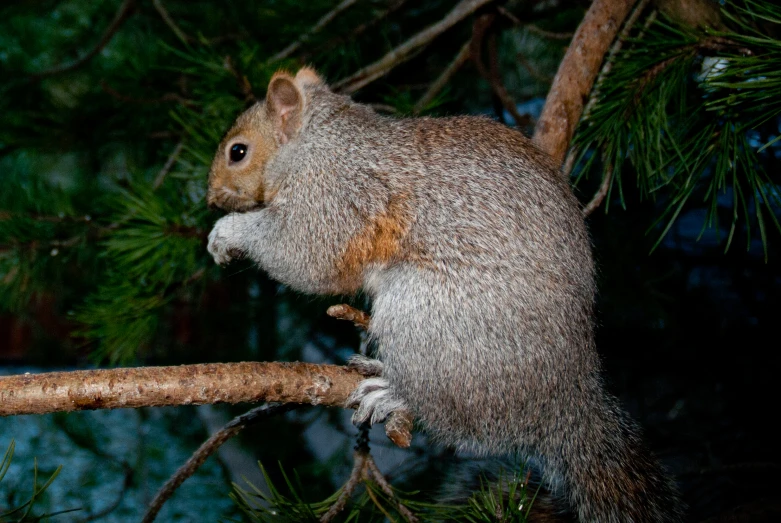 a furry squirrel is perched on a tree limb