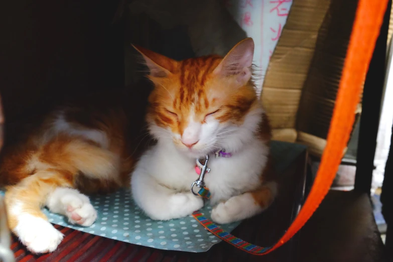 an orange and white cat sitting on a chair