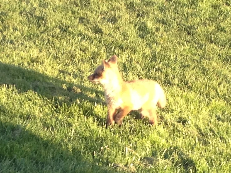 a baby goat is in the grass by itself