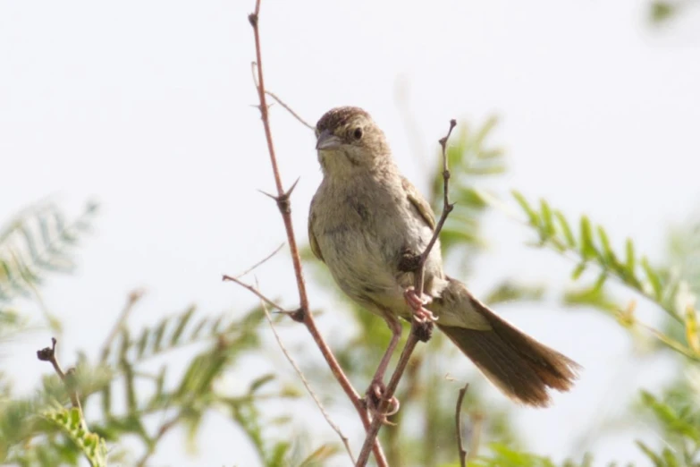 a bird perched on top of a tree nch