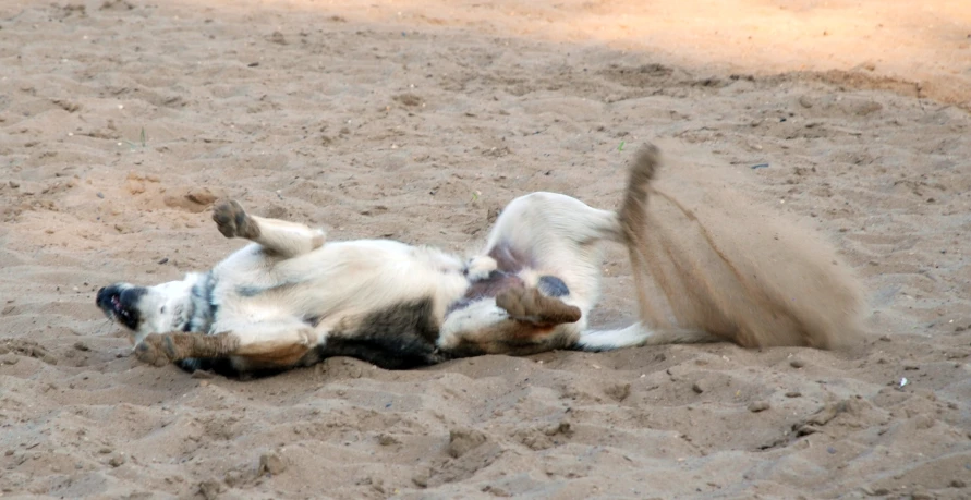 a white dog rolling around on his back on the sand