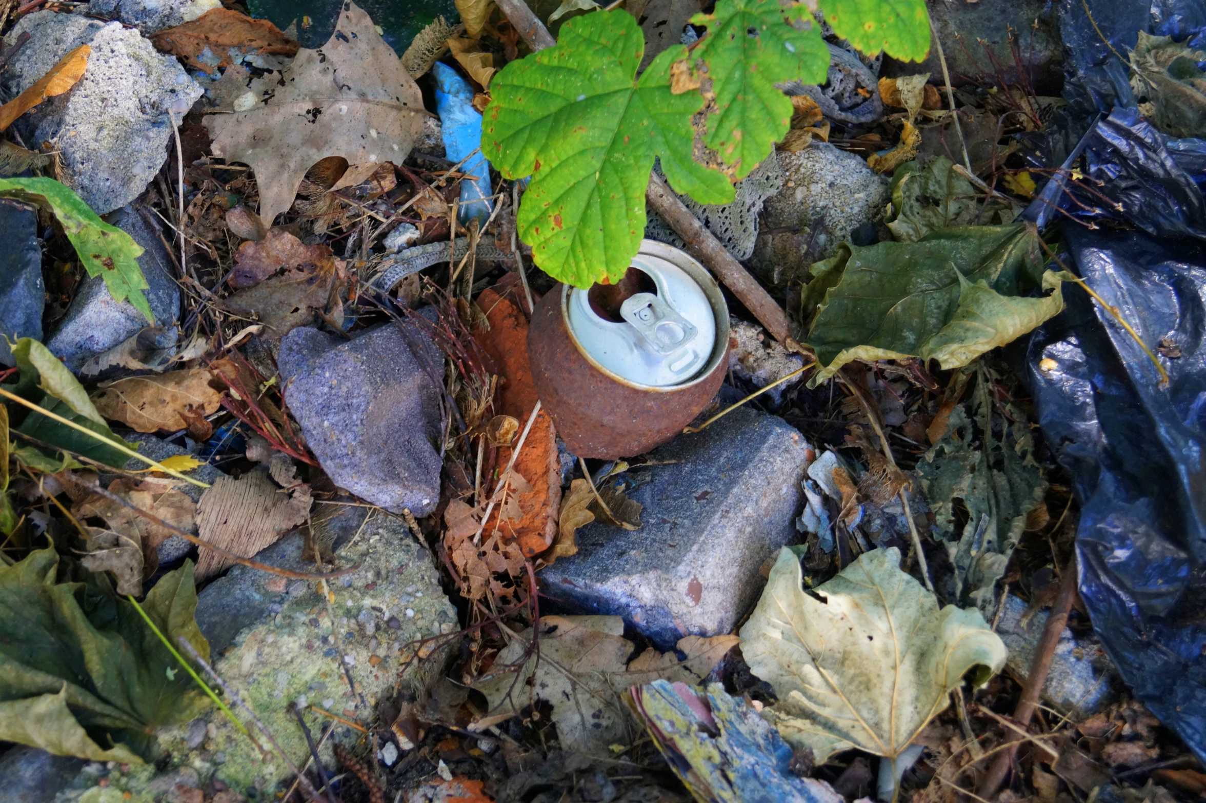 the base of a bottle is surrounded by rocks and leaves