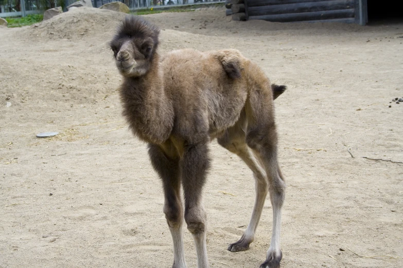 a camel looks off into the distance in the dirt