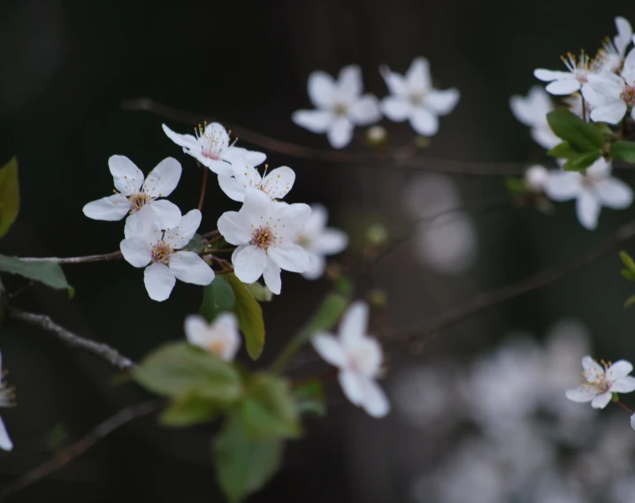 the blooming nch of an apple tree has white flowers