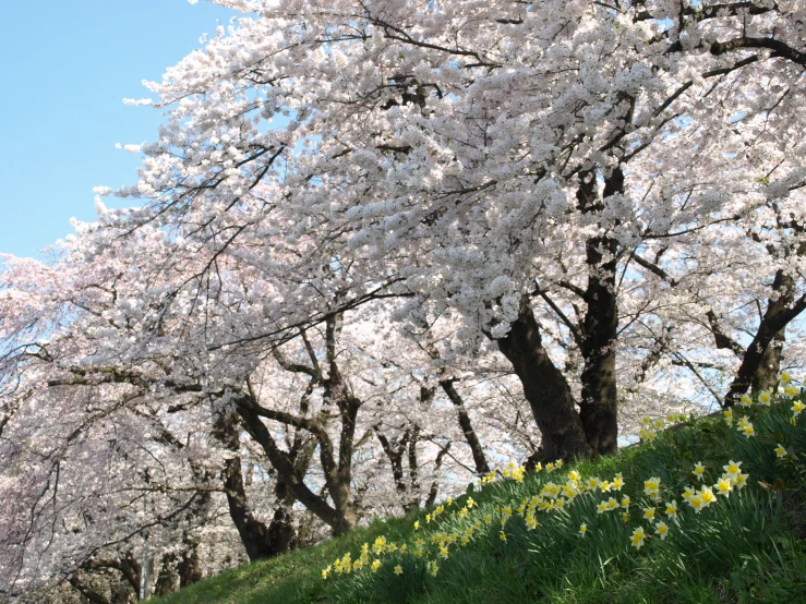 a line of trees with pink and white flowers next to green grass