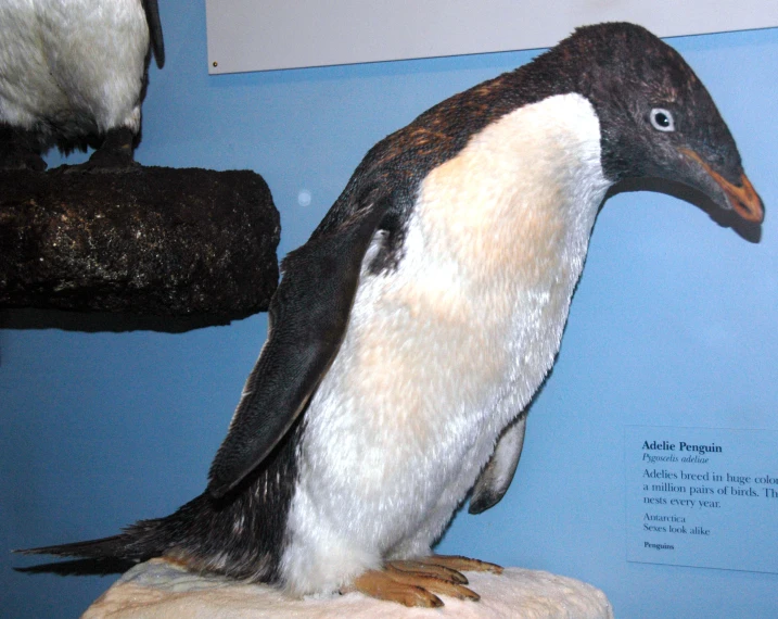 an animal with a blue chest is on a pedestal