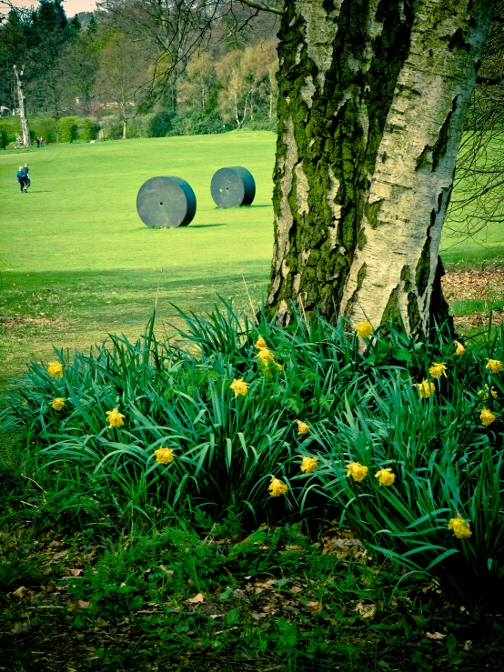 round bales and yellow flowers on the ground near a large tree