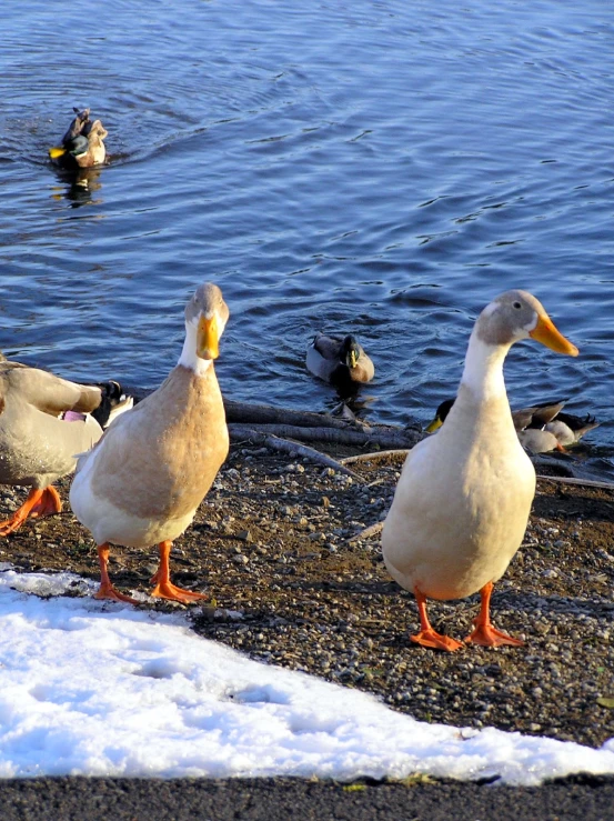 several ducks walking on the side of the water