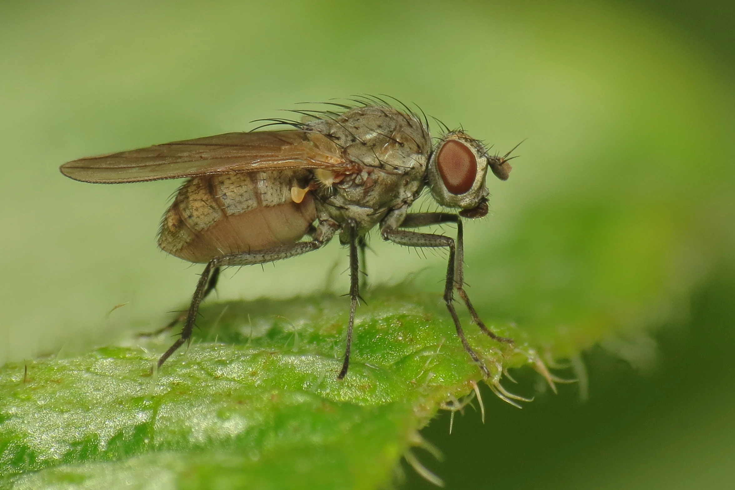 a fly on a green plant with blurry background