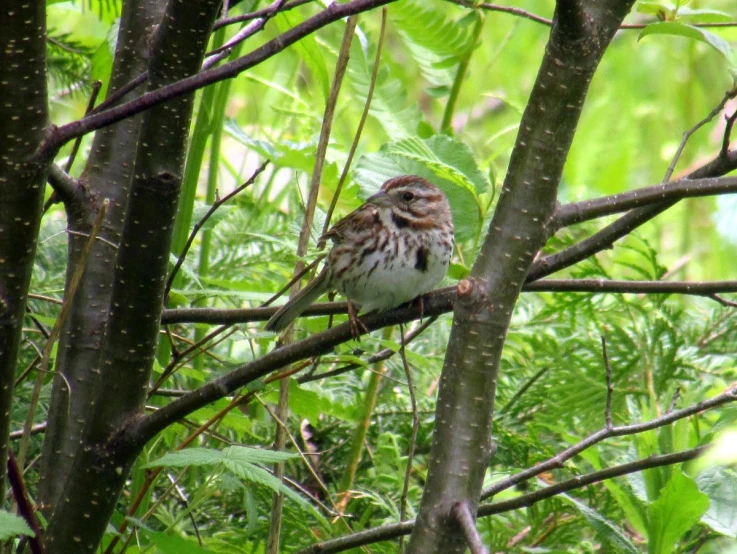 an owl sitting in a tree surrounded by nches