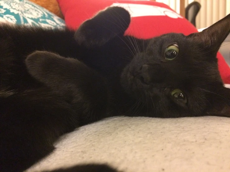 black cat lying on back with head down