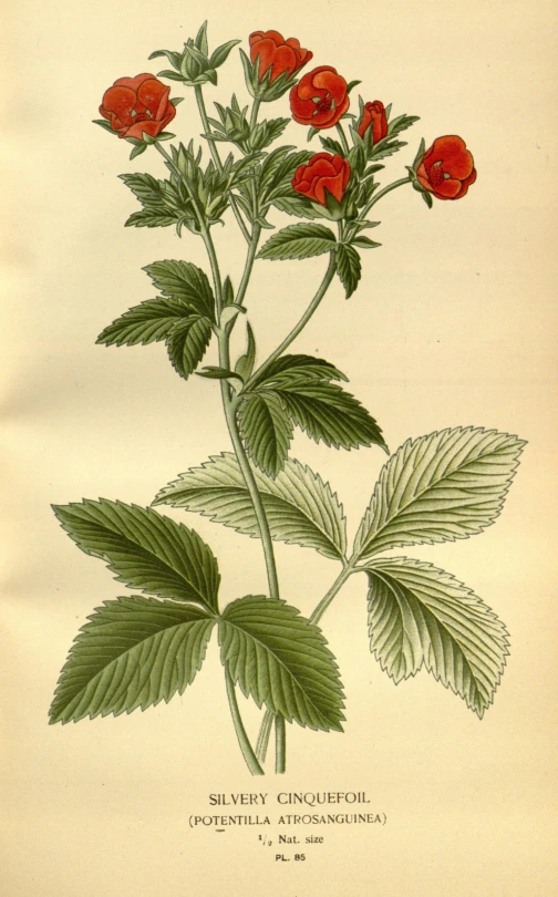 a picture of red rose plants on a white sheet