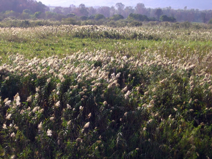 there is very large weeds on this green field