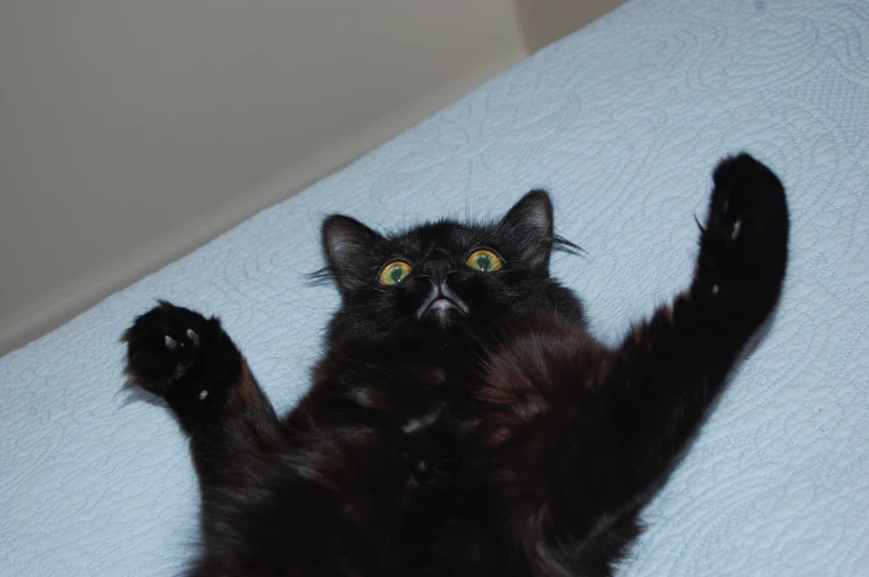 a cat stretches his paw up on the bed