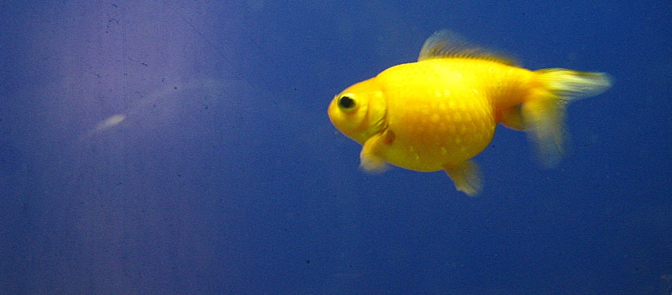 a yellow fish in a blue aquarium