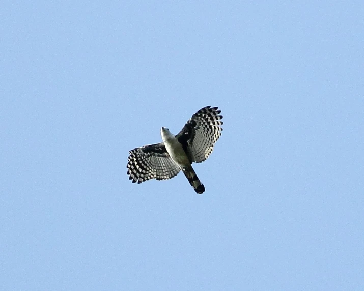 a large white bird flying through the air