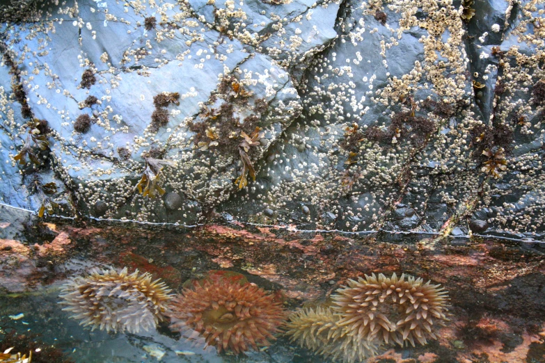 several different colored sea anemone sporers on a rock