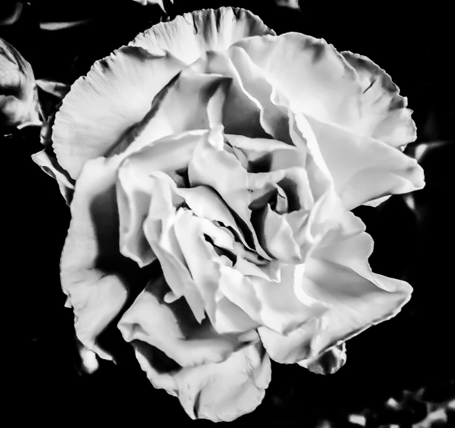 a white rose in the center of the flower