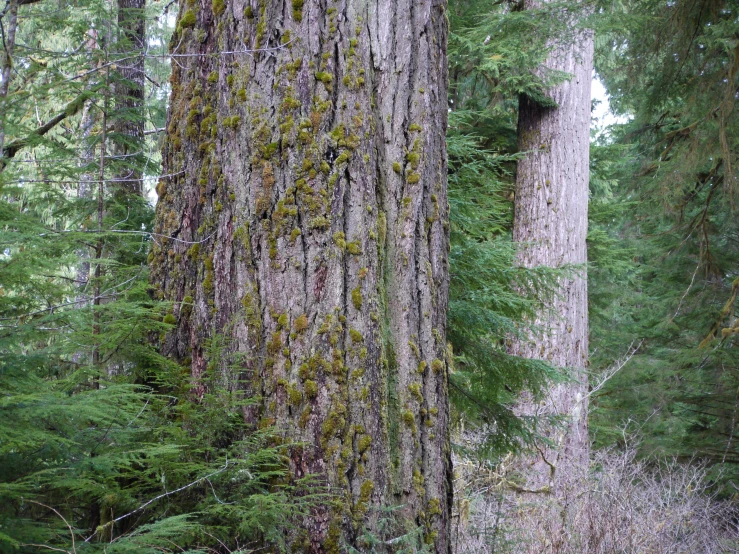 trees that are next to each other in the forest