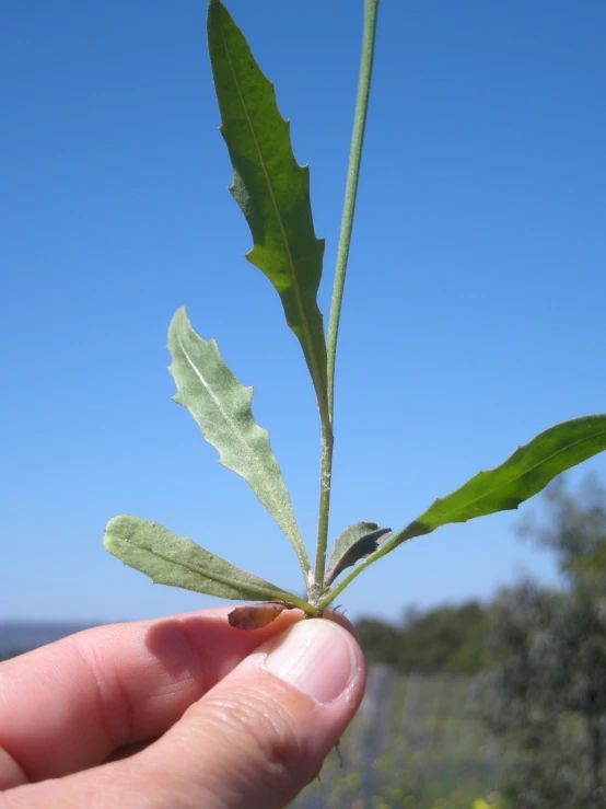 there is a small green plant with leaves