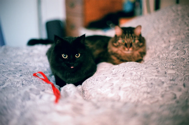 two cats lying on a bed with a red ribbon