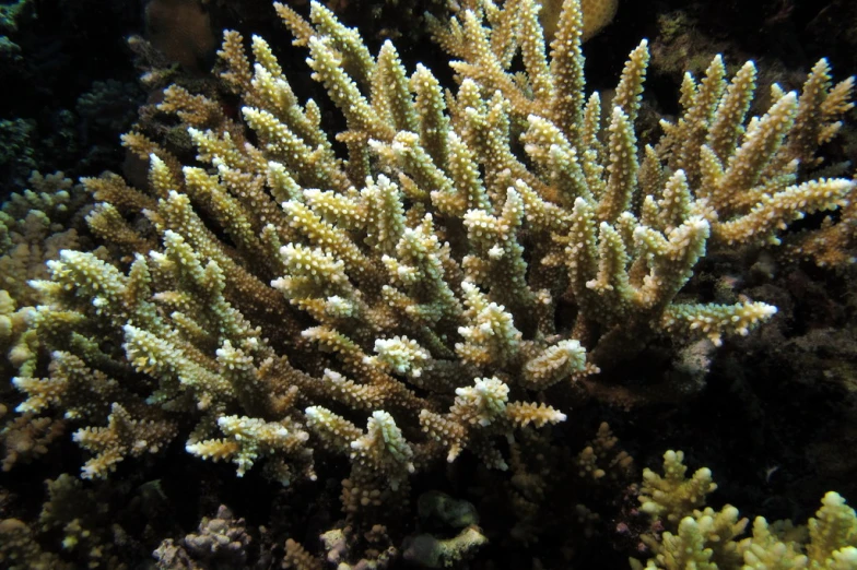 a close up view of many thin and thin corals