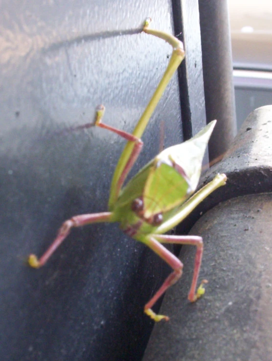 a praying bug resting on a bench and looking at the camera