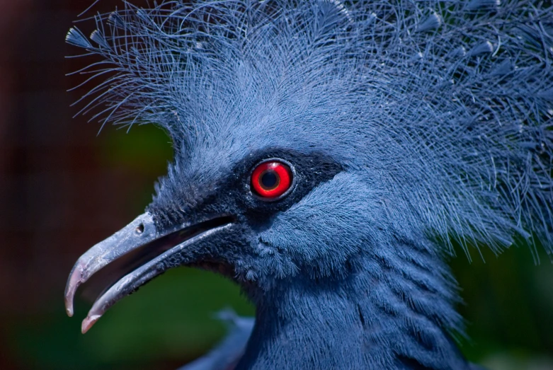 a close up s of a colorful bird with a blue feather and red eyes