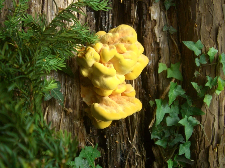 a mushroom sitting on top of a tree