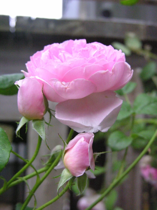 pink roses in the midst of budding in a garden