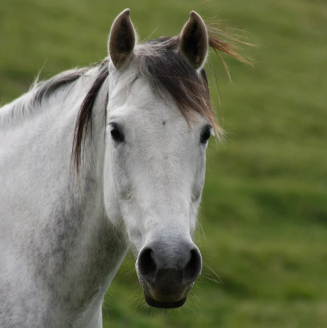 a close up view of a white horse in a field