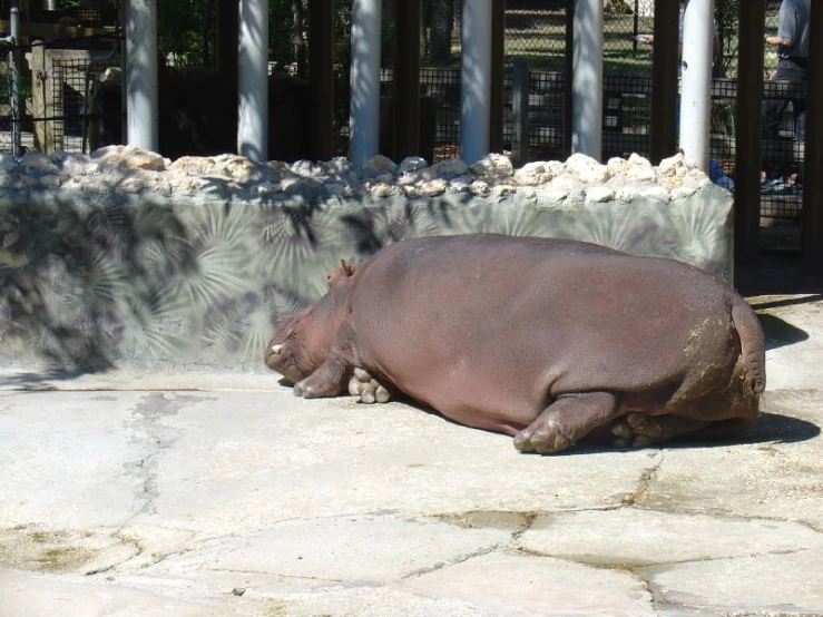 a large animal sitting next to a stone covered ground
