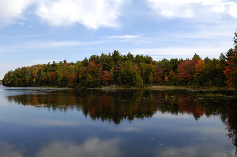 a body of water surrounded by forest