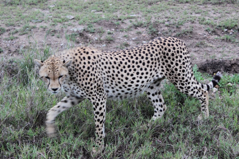 a cheetah is standing in the grass by itself