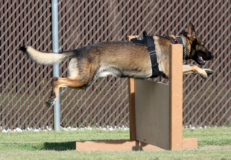 a dog jumps into the air to catch a frisbee