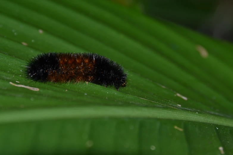 a black, yellow and red caterpillar sits on a leaf