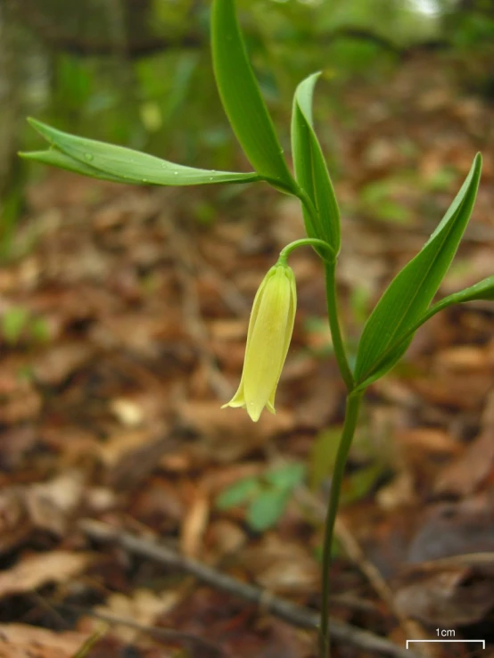 a young leaf of a plant with green buds