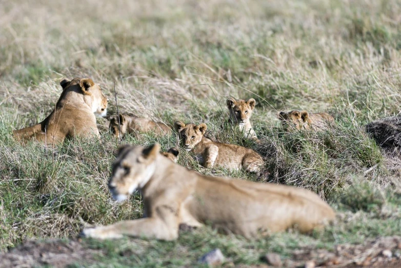 lion cubs sitting in the grass together