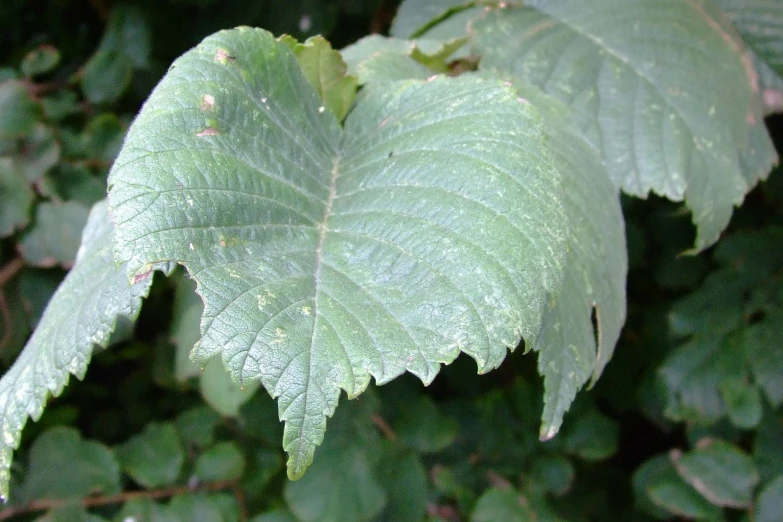 a leaf that is standing next to some plants