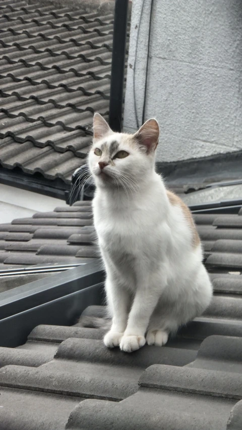 there is a cat that is sitting on a roof