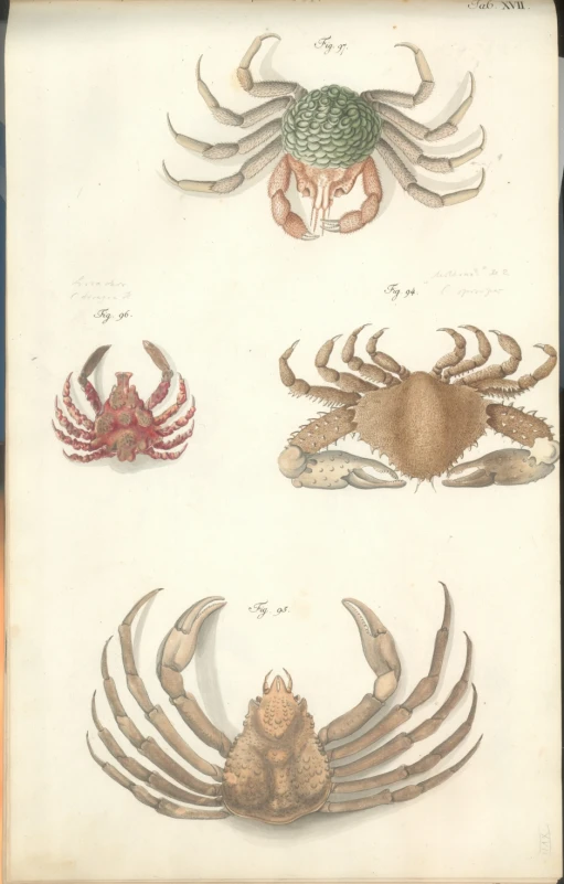 an image of crab illustration for children's coloring
