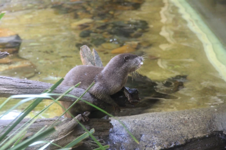 an otter sitting in a river with its legs bent