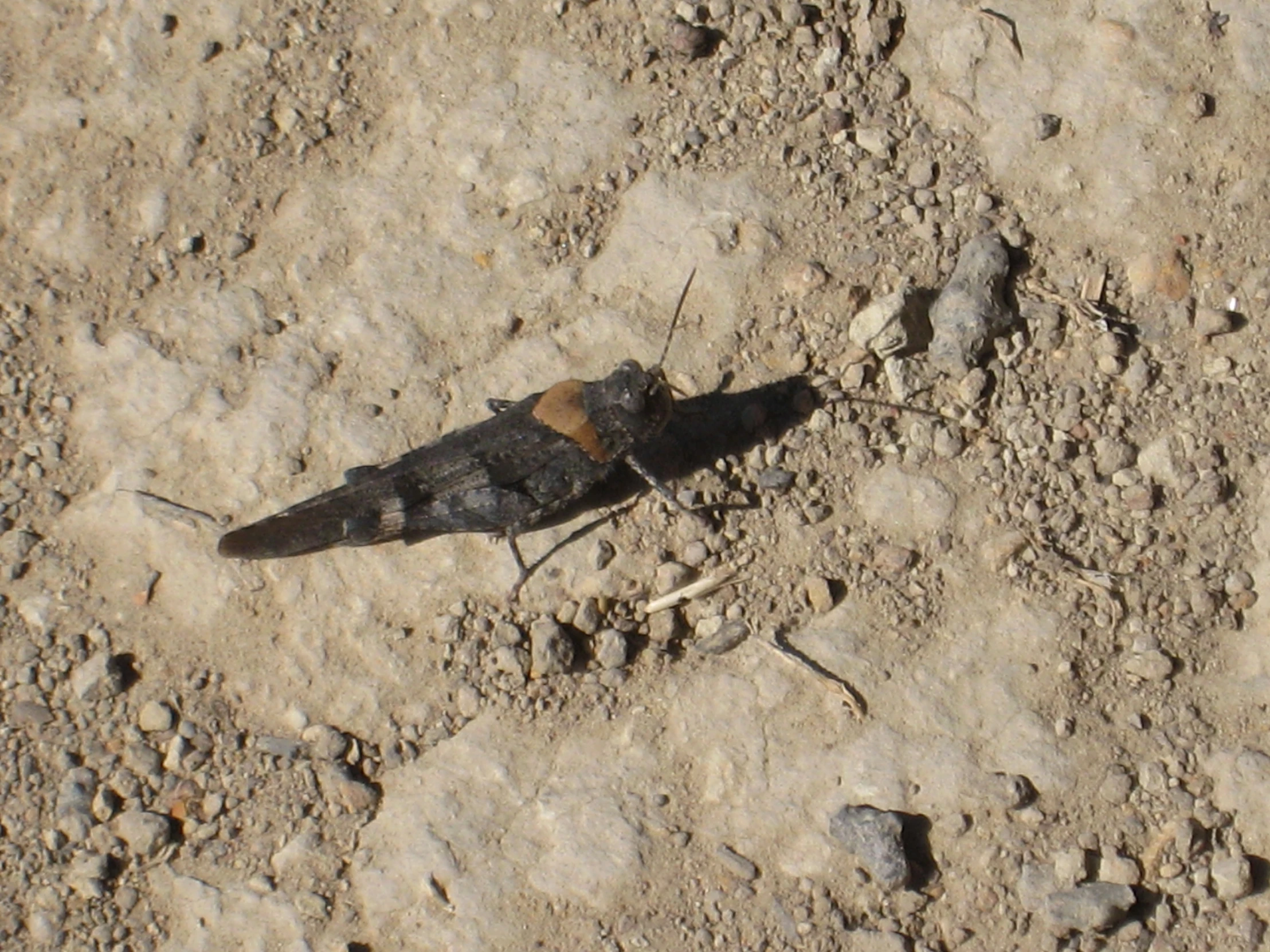 a bug sitting on top of a sandy ground