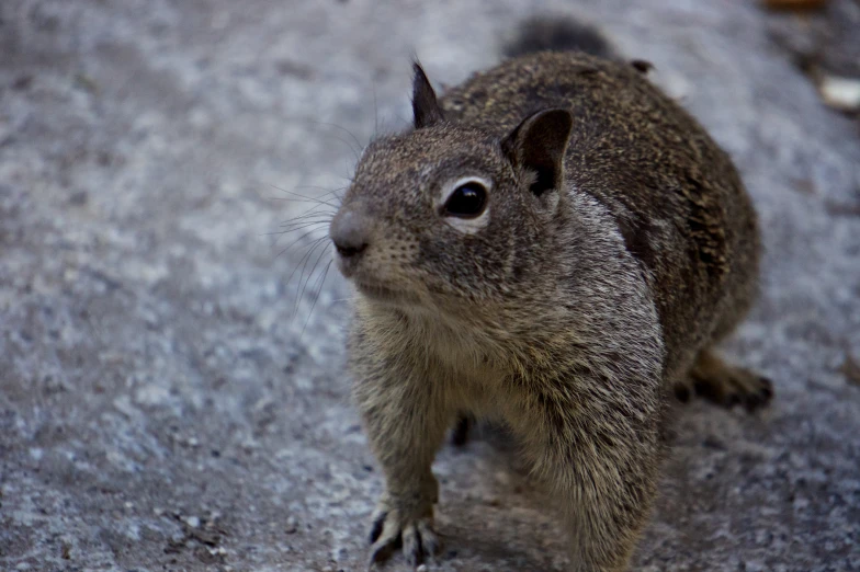 small brown rodent standing on a stone surface