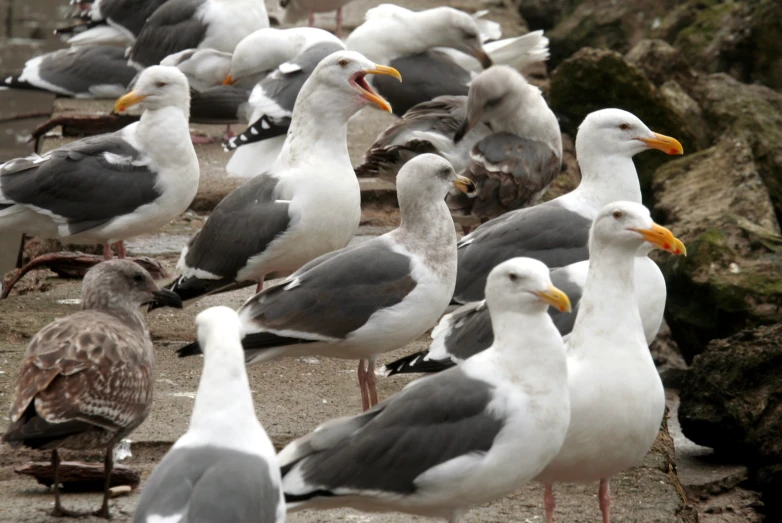 group of sea gulls sitting on the ground together