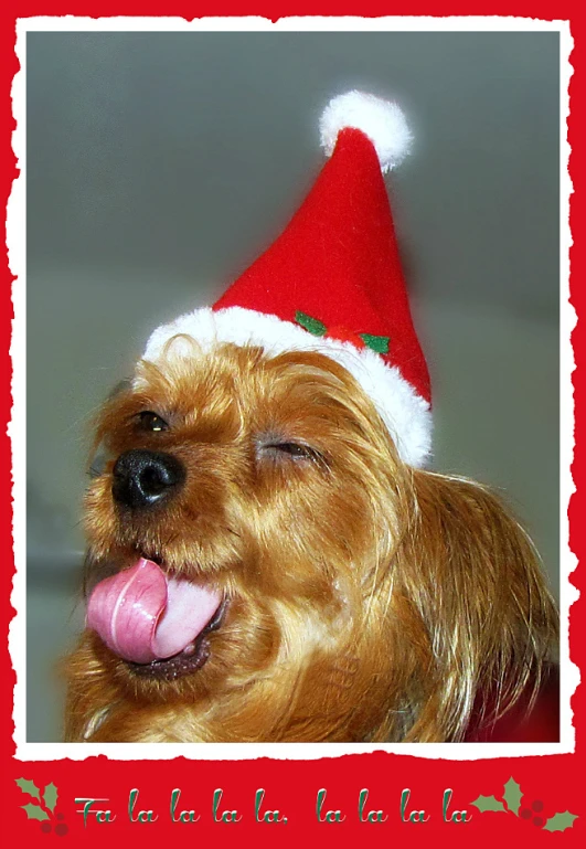 dog with its tongue out sitting wearing a santa hat